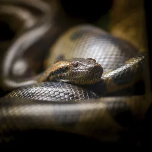 Burmese Python Print - Close-up in Captivity Burmese Python Print - Close-up in Captivity