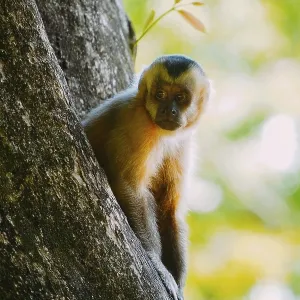Capuchin Monkey Print - Bonito, Mato Grosso do Sul, Brazil Capuchin Monkey Print - Bonito, Mato Grosso do Sul, Brazil