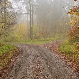Fork, forest path, deciduous forest Fork, forest path, deciduous forest