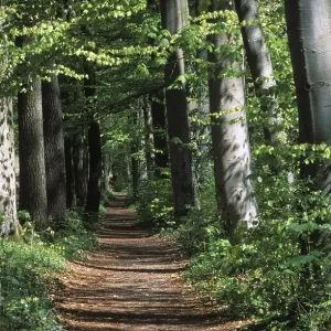 Deciduous forest path Germany Deciduous forest path Germany