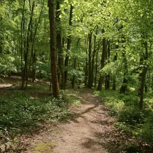 Forest path, deciduous forest, spring Forest path, deciduous forest, spring