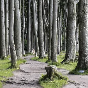 Beech forest (Fagus sylvatica)