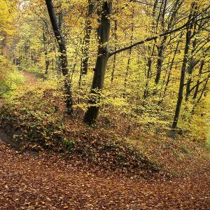 A forest path in a mixed forest with many deciduous trees