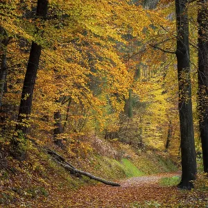 A forest path in a mixed forest with many deciduous trees