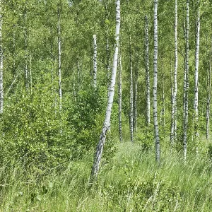 Birch forest, Soderasen Birch forest, Soderasen