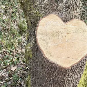 Heart-Shaped Tree Print, Ober-Olmer Wald, Germany