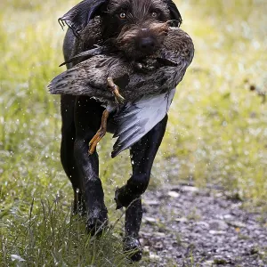 Pudelpointer Brings Duck Print Pudelpointer Brings Duck Print