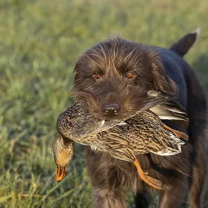 Pudelpointer Brings Duck to Pond Print Pudelpointer Brings Duck to Pond Print