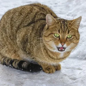 Prints of : Category Pets