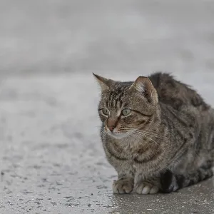 Prints of : Category Pets