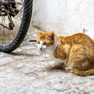 Prints of : Category Pets