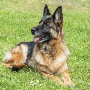 Prints of : Category Pets