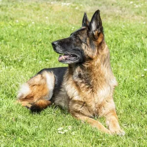 Prints of : Category Pets