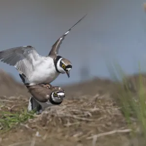 Charadrius dubius Print - Common Plover Couple Mating Charadrius dubius Print - Common Plover Couple Mating