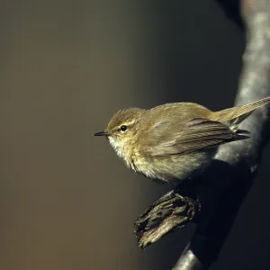 Chiffchaff, phylloscopus collybita Chiffchaff, phylloscopus collybita