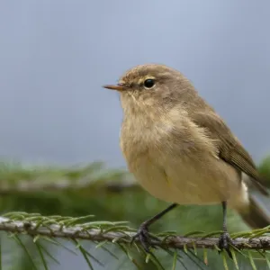 Chiffchaff, phylloscopus collybita. Chiffchaff, phylloscopus collybita.