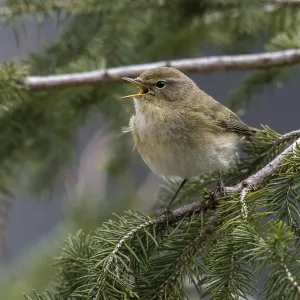 Chifchiría, Phylloscopus collybita. Chifchiría, Phylloscopus collybita.