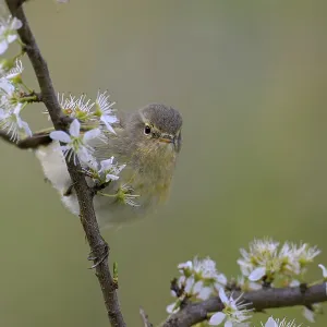 Chiffchaff (Phylloscopus collybita) Chiffchaff (Phylloscopus collybita)