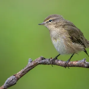 Chifchaf, Phylloscopus collybita. Chifchaf, Phylloscopus collybita.