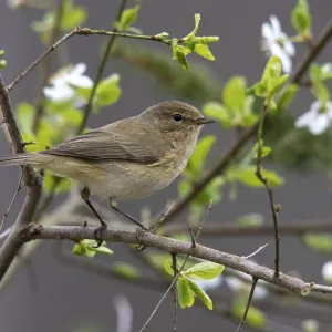 Chifchaf, Phylloscopus collybita. Chifchaf, Phylloscopus collybita.