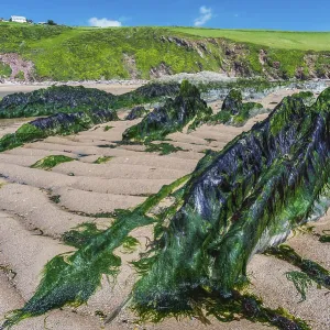 Bantham Beach Cliffs Print, Devon Coastline Bantham Beach Cliffs Print, Devon Coastline