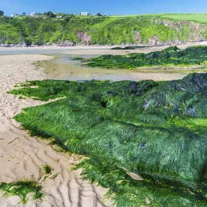 Bantham Beach Cliffs Print, Devon, England Bantham Beach Cliffs Print, Devon, England