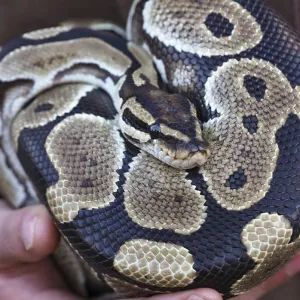Ball Python Close-up Print - Scale Pattern and Keeper Ball Python Close-up Print - Scale Pattern and Keeper