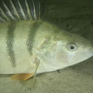 Close-up Print of Perch on Sandy Bottom, Lake Zurich Close-up Print of Perch on Sandy Bottom, Lake Zurich