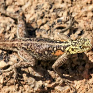 Cabeza de cerca de una lagartija sobre una roca. Cabeza de cerca de una lagartija sobre una roca.