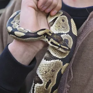 Close-up of Royal Python Coiled Around Handler's Arm Print Close-up of Royal Python Coiled Around Handler's Arm Print