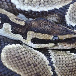 Close-up of a Royal Python Print: Ball Python Scale Pattern Close-up of a Royal Python Print: Ball Python Scale Pattern