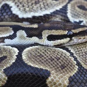 Close-up of a Royal Python Print: Ball Python Scale Pattern Close-up of a Royal Python Print: Ball Python Scale Pattern
