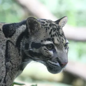Clouded Leopard Print - ImageBROKER Clouded Leopard Print - ImageBROKER