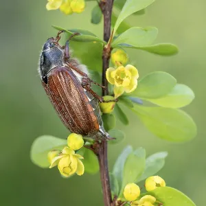 Cockchafer (Melolontha melolontha)