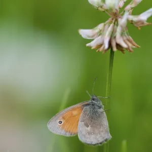 Coenonympha Pamphilus Print - Small Heath Butterfly Coenonympha Pamphilus Print - Small Heath Butterfly
