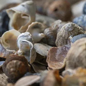 Collection de coquillages de plage divers. Collection de coquillages de plage divers.
