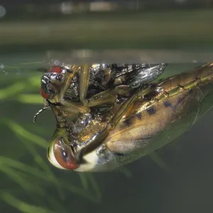 Common backswimmer Print - Notonecta glauca