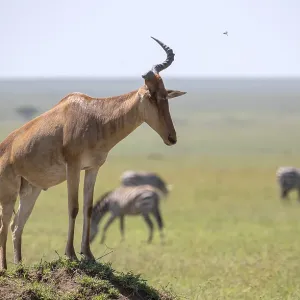 Common Hartebeest Print, Serengeti National Park, Tanzania Common Hartebeest Print, Serengeti National Park, Tanzania