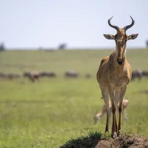 Common Hartebeest Print, Serengeti National Park, Tanzania Common Hartebeest Print, Serengeti National Park, Tanzania