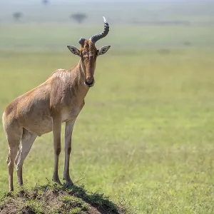 Common Hartebeest Print, Serengeti National Park, Tanzania Common Hartebeest Print, Serengeti National Park, Tanzania