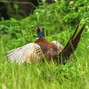 Common Pheasant Print, Bempton Cliffs, Yorkshire Common Pheasant Print, Bempton Cliffs, Yorkshire