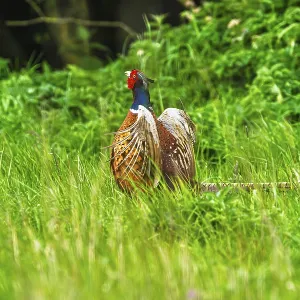 Common Pheasant Print, Bempton Cliffs, Yorkshire Common Pheasant Print, Bempton Cliffs, Yorkshire