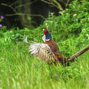 Faisan de colchide, Phasianus colchicus.