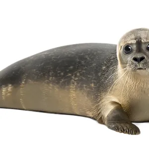 Common Seal Print - Phoca vitulina, 8 months old