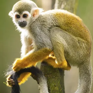 Common Squirrel Monkey Print, Captive South America Common Squirrel Monkey Print, Captive South America
