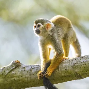 Common Squirrel Monkey Print: Captive, South America Common Squirrel Monkey Print: Captive, South America