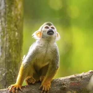 Common Squirrel Monkey Print: Captive South America Common Squirrel Monkey Print: Captive South America