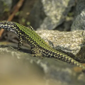 Common Wall Lizard Print, Podarcis muralis Common Wall Lizard Print, Podarcis muralis