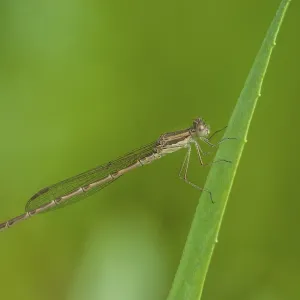 Common Winter Dragonfly Print - Sympecma fusca Common Winter Dragonfly Print - Sympecma fusca
