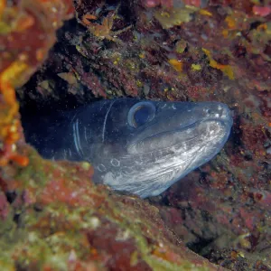 Conger Eel Print, Cap de Creus Marine Reserve, Spain Conger Eel Print, Cap de Creus Marine Reserve, Spain